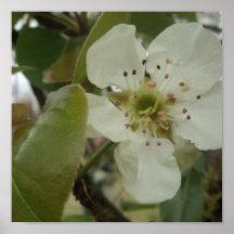 Flor de la pera impresiones