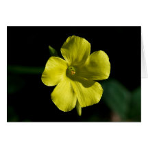 Flor de la sol tarjetas