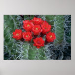 Flor de las flores del cactus de la taza de claret impresiones