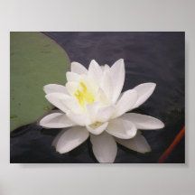 Flor de Lilypad Poster