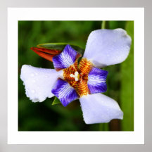 Flor de lis posters