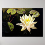 Flor de Lotus blanco Impresiones