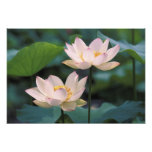 Flor de Lotus en el flor, China Impresion Fotografica