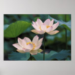 Flor de Lotus en el flor, China Posters