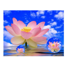 Flor de Lotus llevada en agua Tarjetas Postales