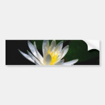 Flor de Lotus o waterlily y significado Pegatina De Parachoque
