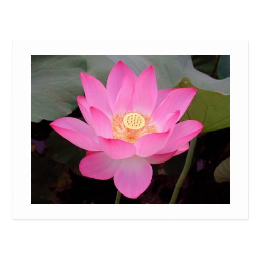 Flor de Lotus rosada en la floración Tarjeta Postal
