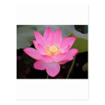 Flor de Lotus rosada en la floración Tarjeta Postal