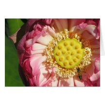 Flor de Lotus rosada Felicitación
