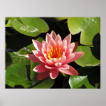 Flor de Lotus rosada Posters