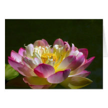 Flor de Lotus rosada Tarjeta