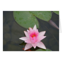 Flor de Lotus rosada Tarjeta