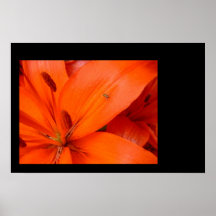 Flor de oro del insecto y del naranja impresiones