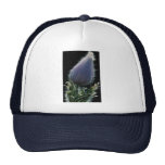 Flor de Pasque preciosa, retroiluminada contra neg Gorras