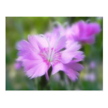 Flor de Plumarius del clavel Postal