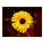 Flor de The Sun Postales