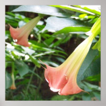 Flor de trompeta impresiones