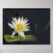 Flor del agua poster