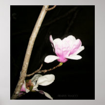 Flor del árbol de tulipán posters