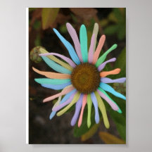 Flor del arco iris impresiones