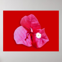Flor del Bougainvillea Poster