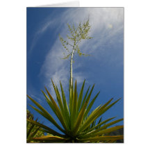 Flor del cactus de Kalalau Felicitaciones