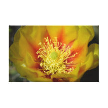 Flor del cactus del amarillo anaranjado lienzo envuelto para galerias