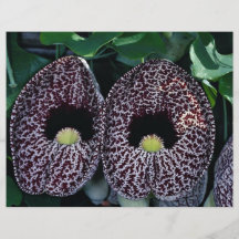 Flor del calicó, el Brasil Tarjetones