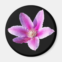 Flor del Clematis Iman