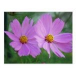 Flor del cosmos tarjeta postal