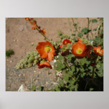 Flor del desierto poster