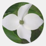 Flor del Dogwood de Kousa Pegatinas Redondas