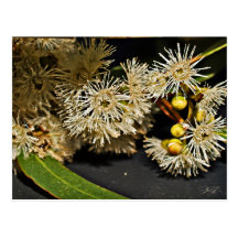 Flor del eucalipto y postal australianas de la fru
