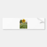 Flor del girasol pegatina de parachoque
