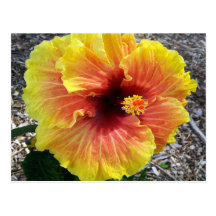 Flor del hibisco de Hawaii Postal