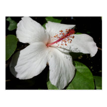 Flor del hibisco de Hawaii Postal