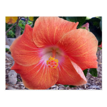 Flor del hibisco de Hawaii Postal