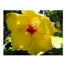 Flor del hibisco de Hawaii Postal
