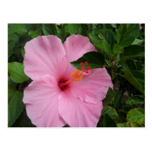 Flor del hibisco de Hawaii Tarjeta Postal