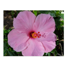 Flor del hibisco de Hawaii Tarjetas Postales