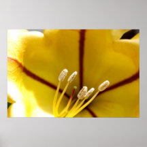 Flor del hibisco poster