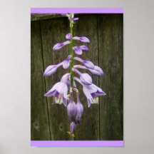 Flor del Hosta Poster