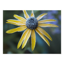 Flor del invierno impresiones fotograficas