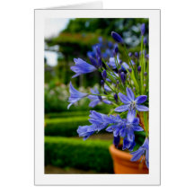 Flor del jardín ornamental en el pote - azul - coc tarjetón
