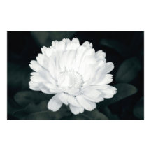 Flor del jardín  papeleria