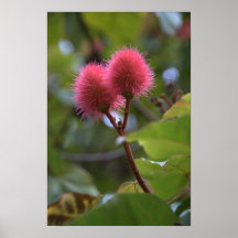 Flor del lápiz labial poster