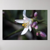 Flor del limón en la impresión de la lona impresiones