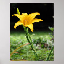 Flor del lirio poster