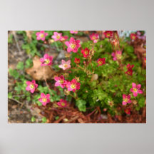 Flor del musgo posters
