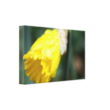 Flor del narciso con las gotitas de agua en lona lona envuelta para galerías